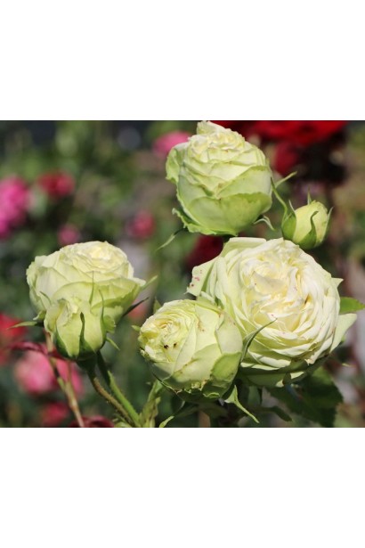 Сорт троянди для зрізу – Wedding Piano